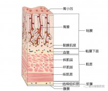 【消化胃腸】莆田福德消化專家教你認識慢性非萎縮性胃炎（慢性淺表性胃炎）